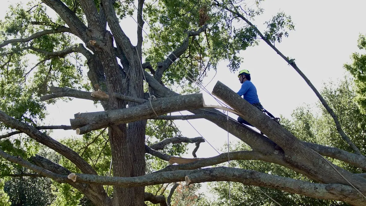 Professional Crown Thinning performed by certified arborists in Amity